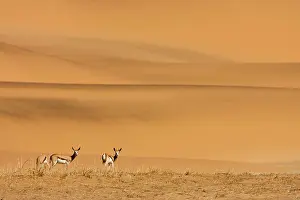 Gazelles: Springbok - Feeding on sparse dry vegetation on