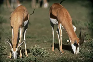Julie Bruton-seal: Springbok - female & male grazing