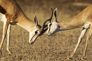 311017: Springbok - fighting males - Kalahari Desert, Kgalagadi