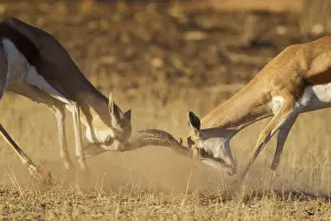 311017: Springbok - fighting males - Kalahari Desert, Kgalagadi