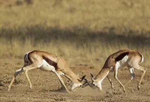 311017: Springbok - fighting males - Kalahari Desert, Kgalagadi