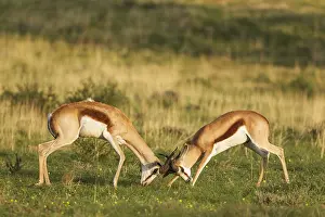 Marsupialis: Springbok - fighting males - during the rainy season