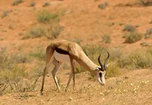 Gazelles: Springbok - Grazing on yellow flowers