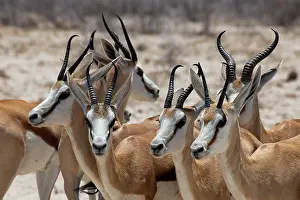Hours: Springbok are gregarious animals, in the warm hours of the d