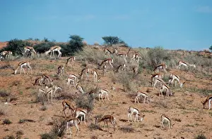 Gazelles: Springbok - herd