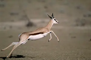 Ingrid Van Den Berg: Springbok - Juvenile running