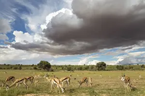 Marsupialis: Springbok - large herd grazing in the Auob riverbed