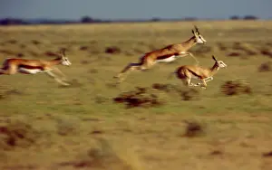 Pronking: Springbok - Leaping across a dry plain in the central