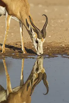 311017: Springbok - male - drinking at a waterhole - Kalahari