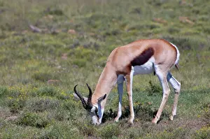 Springboks: Springbok - Male grazing