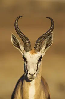 311017: Springbok - male - Kalahari Desert, Kgalagadi Transfrontier