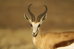 311017: Springbok - male - Kalahari Desert, Kgalagadi Transfrontier