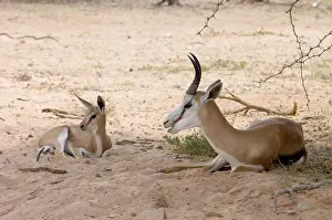 Springboks: Springbok - Male resting in shade with lamb
