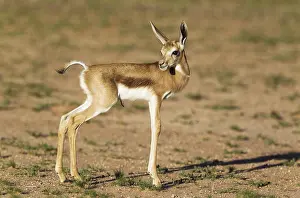 Fawns: Springbok - newly born lamb - Kalahari Desert, Kgalagadi