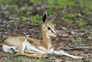 Fawns: Springbok - newly born lamb - resting - during the