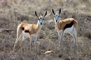 Youngsters: Springbok - Pair of alert youngsters