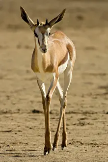 Gazelles: Springbok - Portrait of youngster walking over