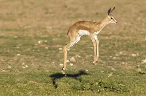 Fawns: Springbok - pronking lamb - during the rainy season