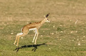 Fawns: Springbok - pronking lamb - during the rainy season