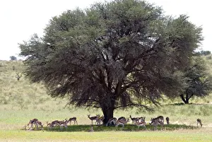 Marsupialis: Springbok resting in shade during heat of day