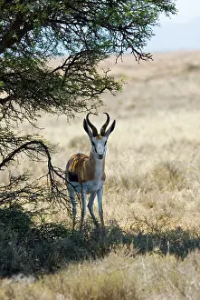 Gazelles: Springbok - resting in shade at noon