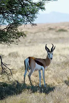 Gazelles: Springbok - resting in shade at noon