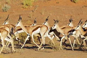 130919: Springbok. Roaming herd. Kalahari Desert, Kgalagadi