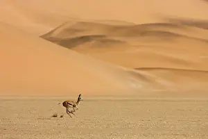 Gazelles: Springbok - Running accross the gravel plains with