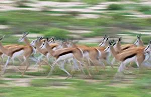 Ingrid Van Den Berg: SPRINGBOK - running herd