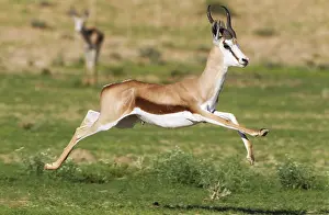 Pronking: Springbok - running male - during the rainy season