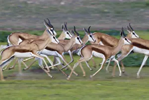 Marsupialis: Springbok - running - during the rainy season in