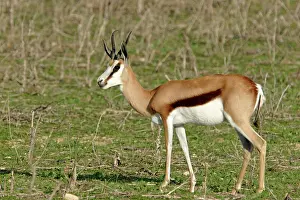 Springboks: Springbok - in Safari Park