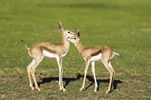 Fawns: Springbok - social contact between two newly born