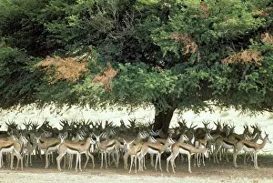 Spending: Springbok - spending the hot midday in the shade