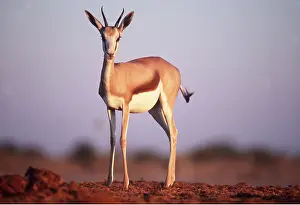Springbok: SPRINGBOK - standing in evening light