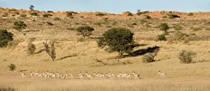 Gazelles: Springbok - Strung out in a dry river bed at the