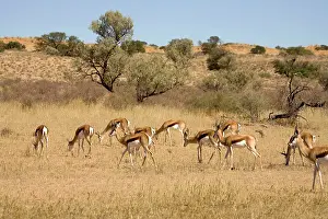 Gazelles: Springbok - On the move through typical Kalahari environment