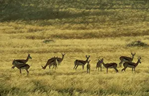 Hoanib: Springbok - In the vast plains south of the Hoanib