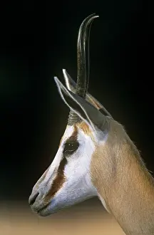 Ingrid Van Den Berg: SPRINGBOK - Side view, close up, female