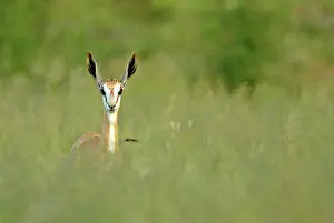 Startled: Springbok - front view of single individual standing