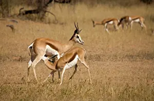 Gazelles: Springbok - Young being fed by the mother