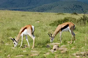Springboks: Springbok - Young males grazing