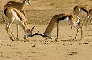 Gazelles: Springbok - Young males locking horns fighting