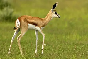 Gazelles: Springbok - Youngster