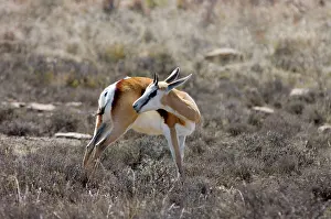 Springboks: Springbok - Youngster grooming