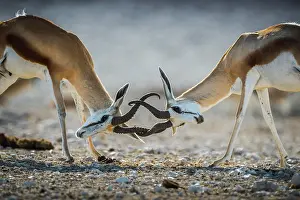 Antilopini: Springboks (Antidorcas marsupialis), two males fighting