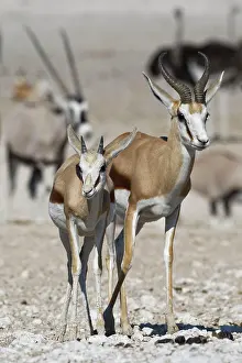 Antilopini: Springboks (Antidorcas marsupialis), adult male