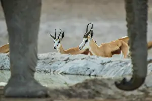 Antilopini: Springboks (Antidorcas marsupialis) drinking at