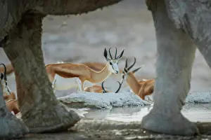 Antilopini: Springboks (Antidorcas marsupialis) drinking at