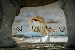 Antilopini: Springboks (Antidorcas marsupialis) drinking at